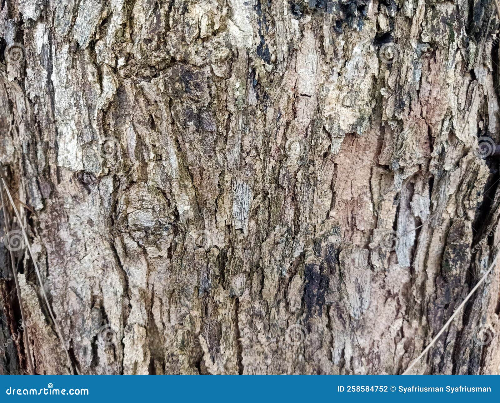 Old bark texture stock photo. Image of wood, bark, messy 258584752