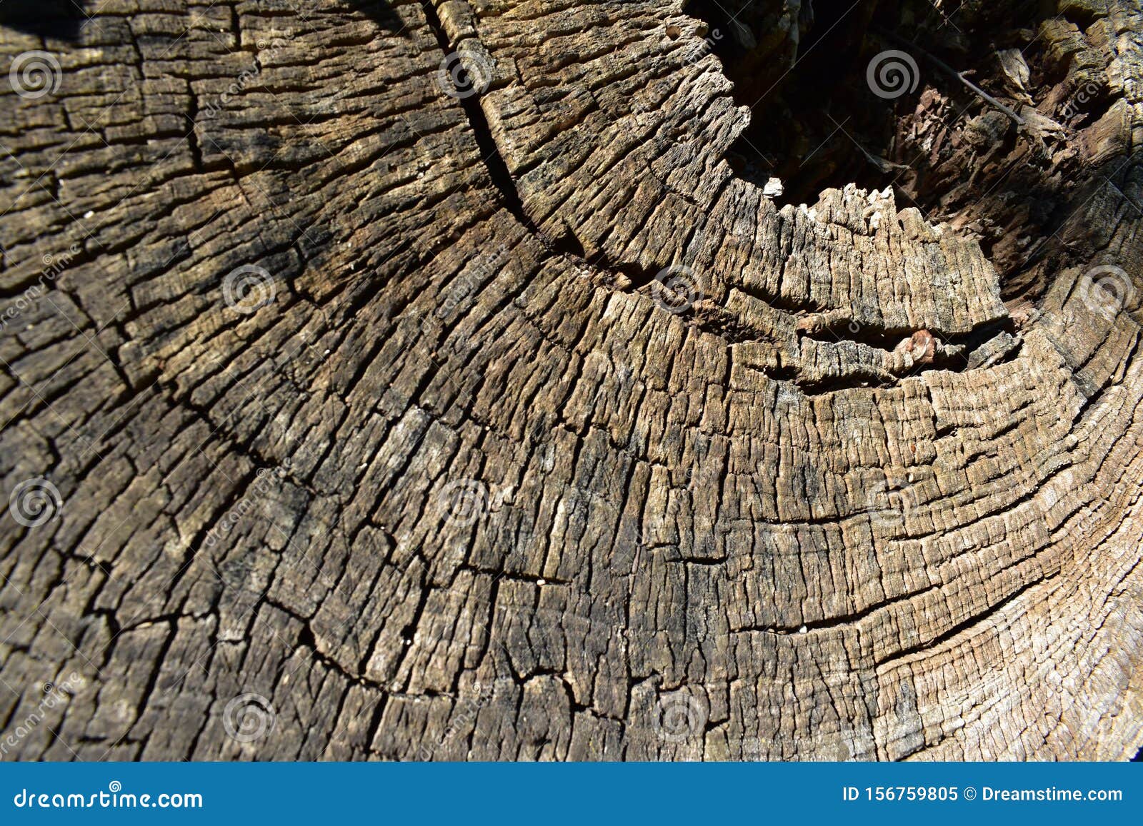 old bark from a tree stump