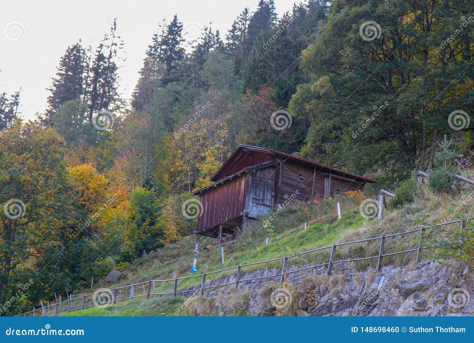 Old Barn In The Middle Of The Woods Stock Photo Image Of Cows