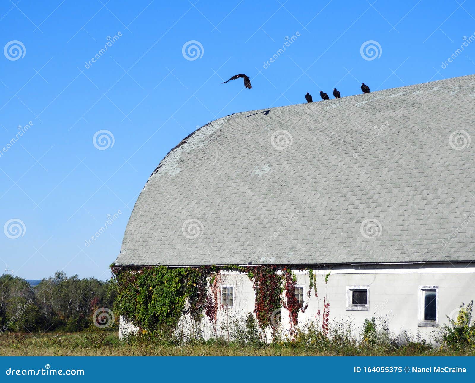 Old White Barn with Resting Vultures on Roof Stock Image Image of