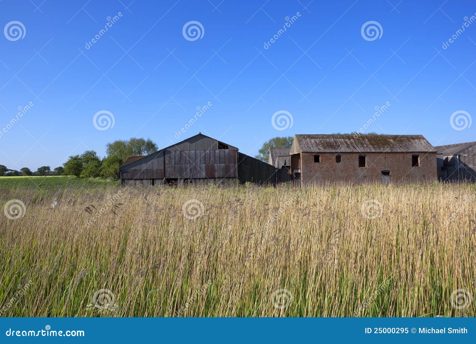 Old barns and reed beds stock image. Image of countryside 25000295