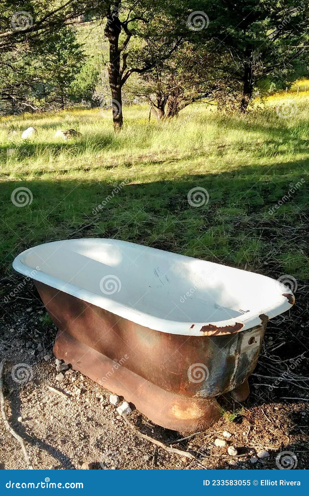 Old bathtub on the woods stock image. Image of chill 233583055