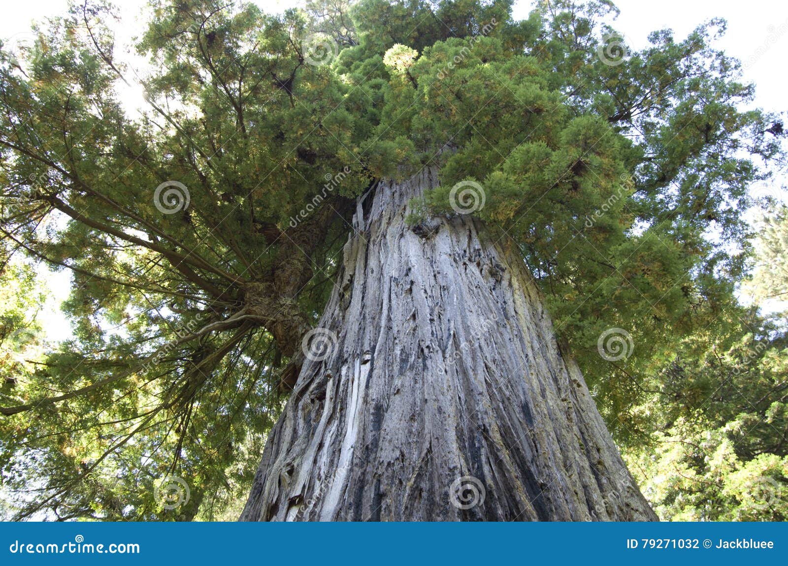 old big redwood