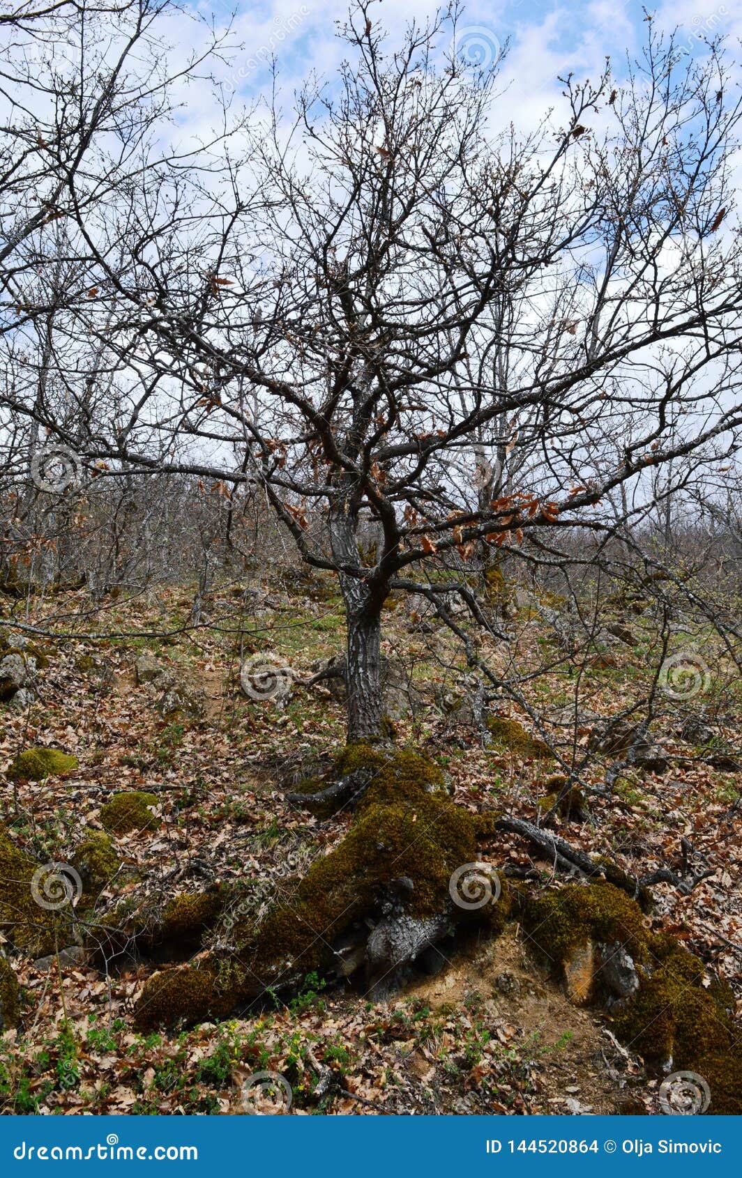Old big tree stock photo. Image of grass, wooden, village 144520864