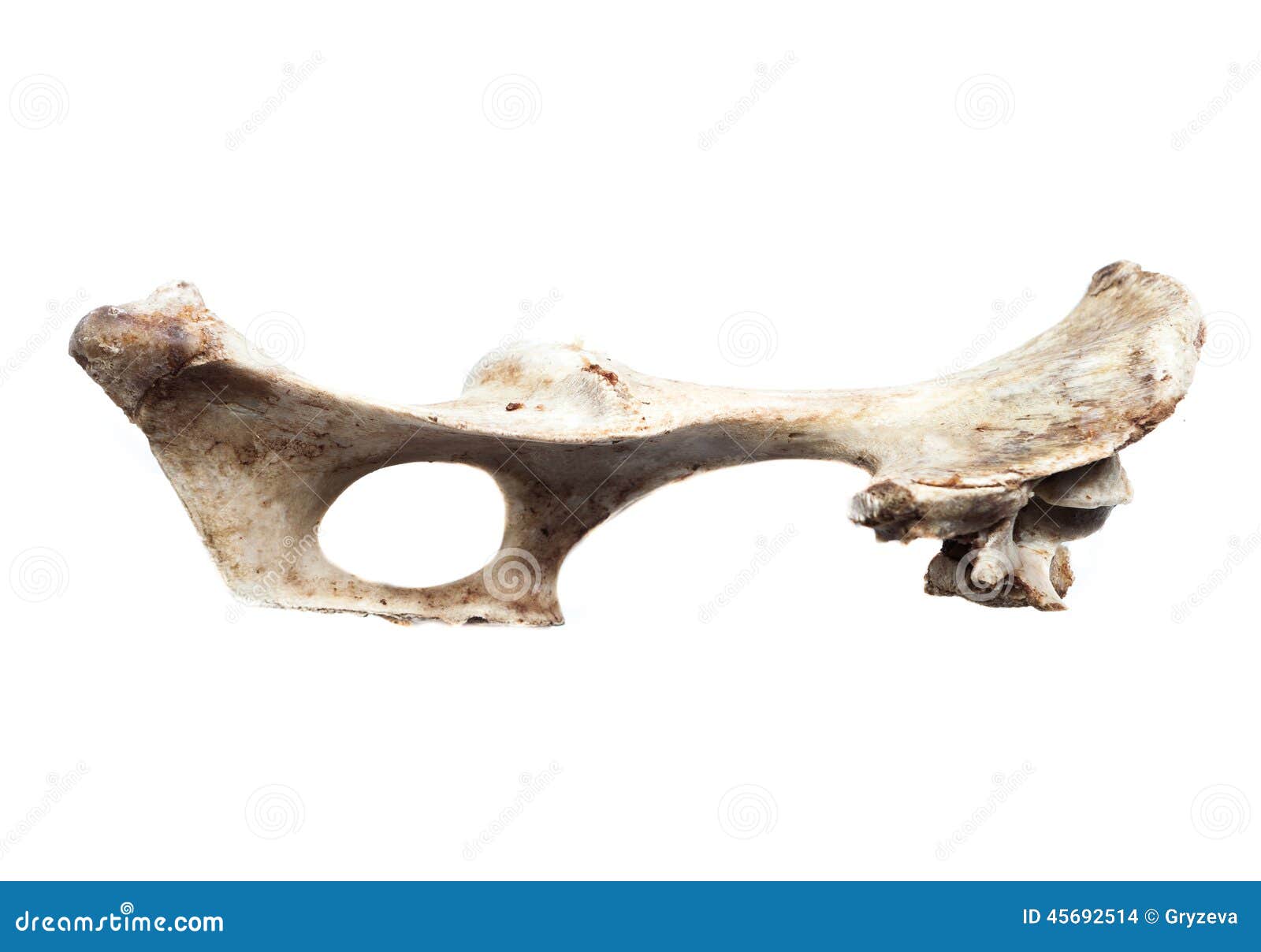 Elder bone. Краска Старая кость.