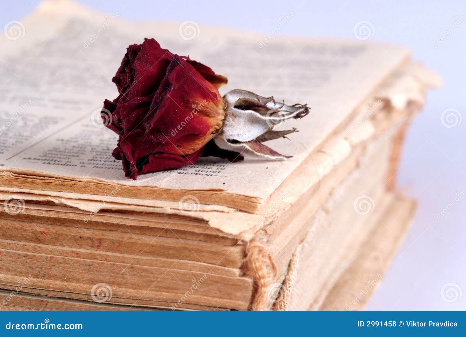 Old book and dry rose stock photo. Image of hymn, bloom 2991458