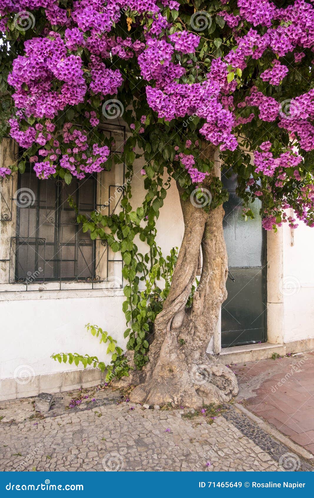 Old bougainvillea tree stock image. Image of fresh, season - 71465649