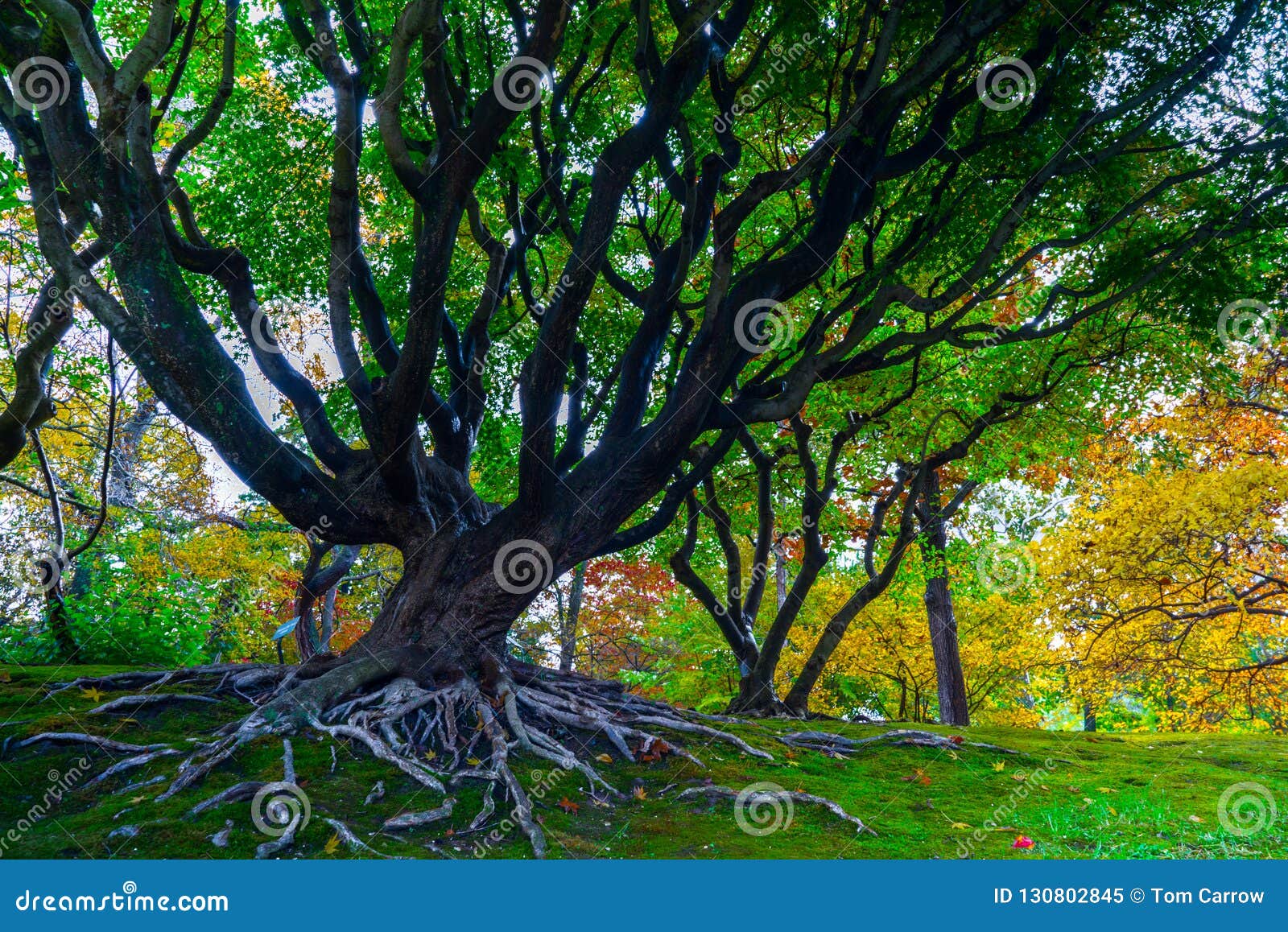 Old Tree At Missouri Botanical Garden Stock Image Image Of Grow