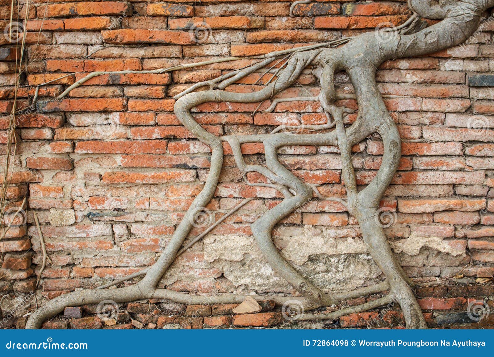 Old Brick Wall with Banyan Tree Root Stock Photo Image of outdoor