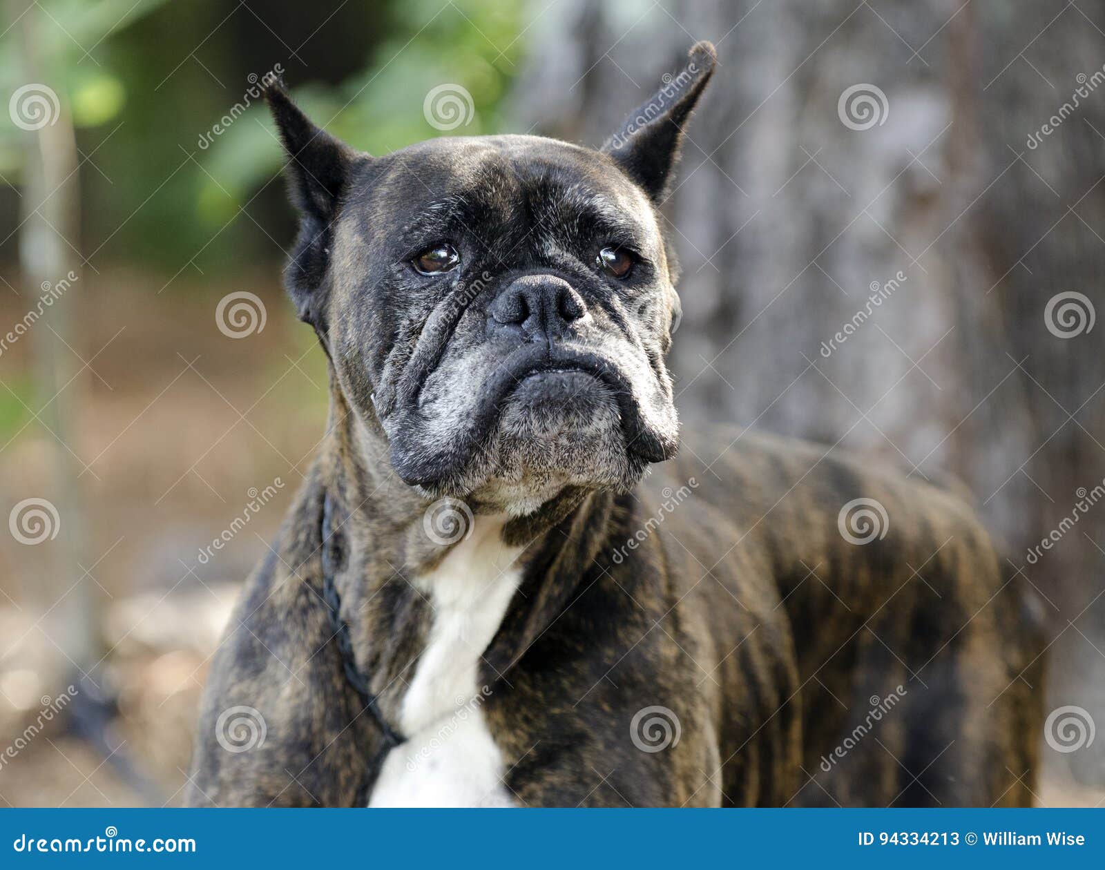 old brindle boxer dog with gray muzzle