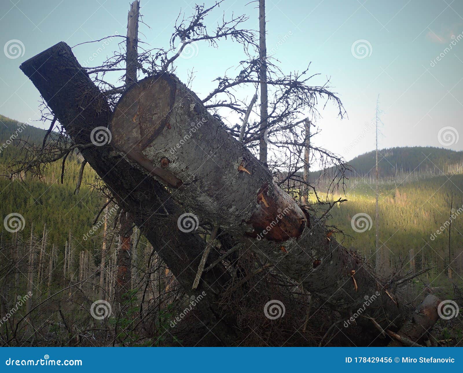 Old Broken Tree in Forest and Background is Mountain Stock Photo