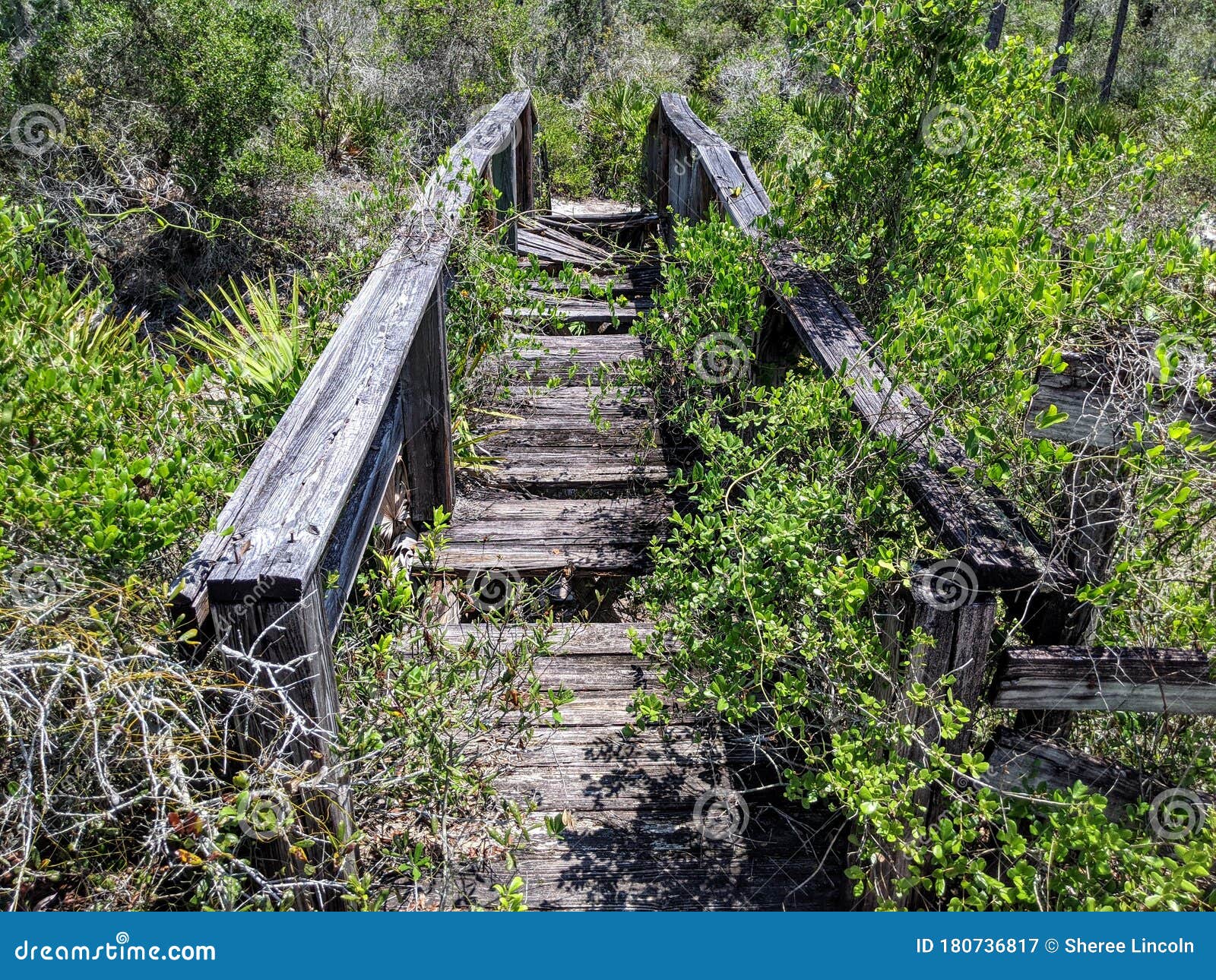 Old Broken Wood Walkway Bridge Overgrown With Brush Stock Image Image