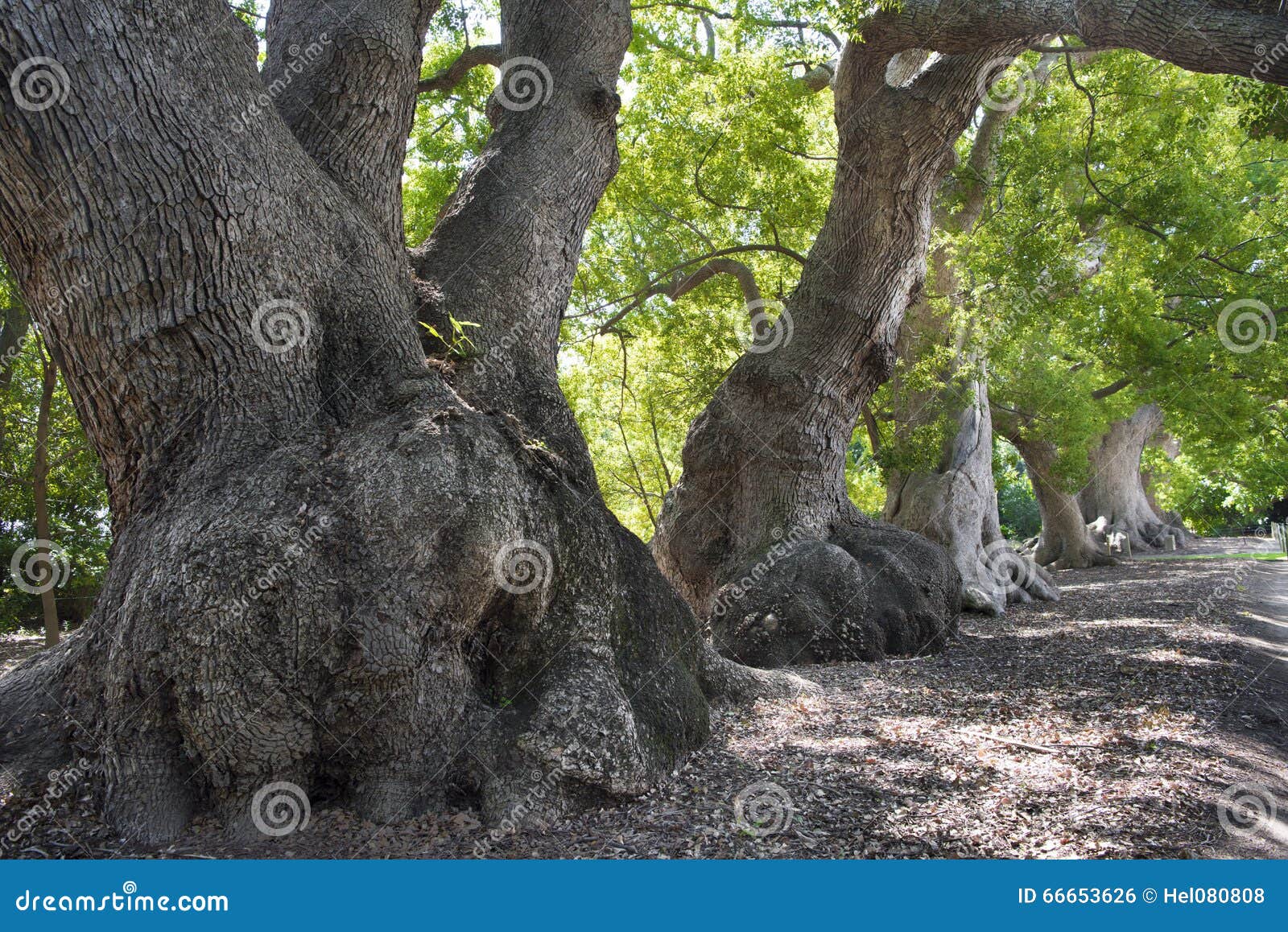 old camphor trees, vergelegen winery, western cape south africa