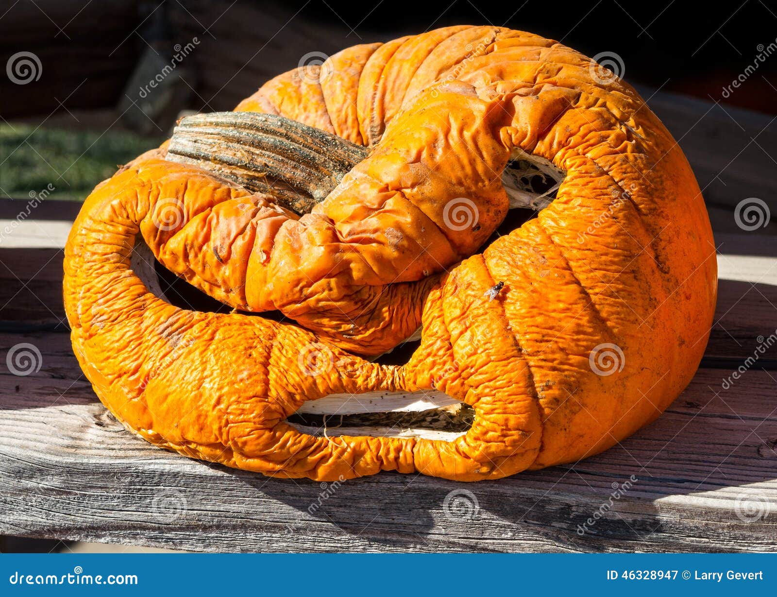 old-carved-pumpkin-was-worn-out-halloween-46328947.jpg