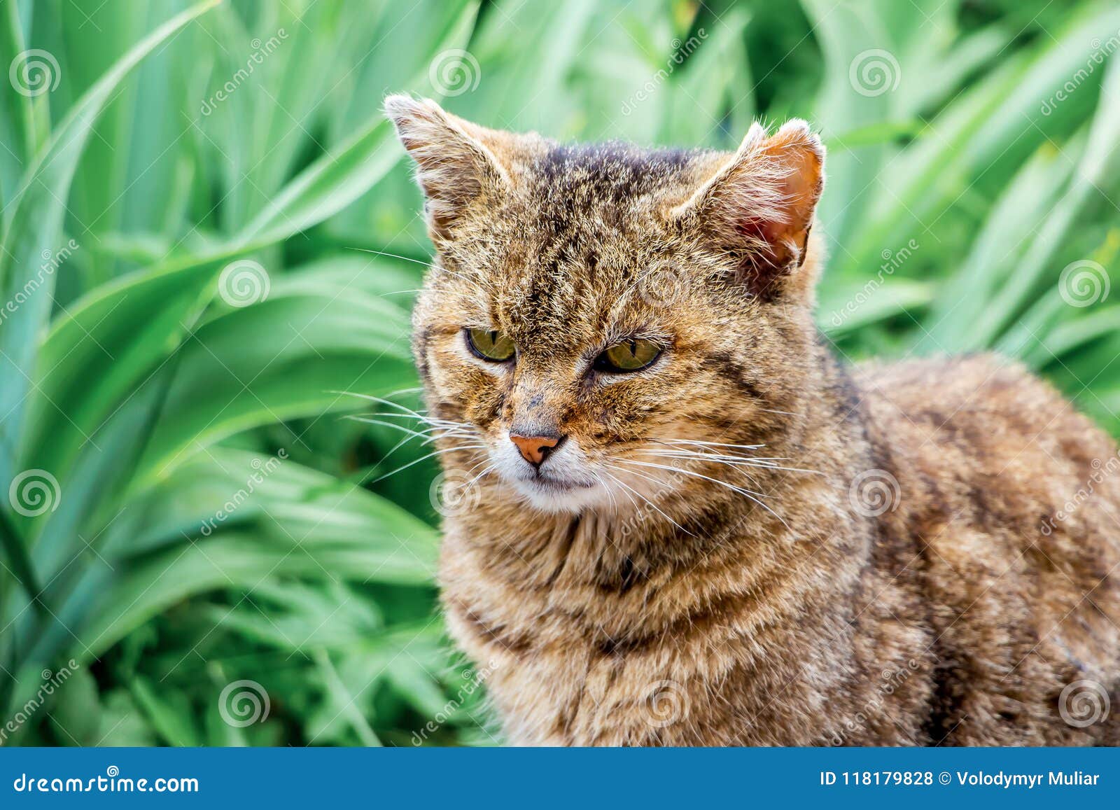 Old Cat Closeup Against Green Herb_ Stock Photo Image of outdoor