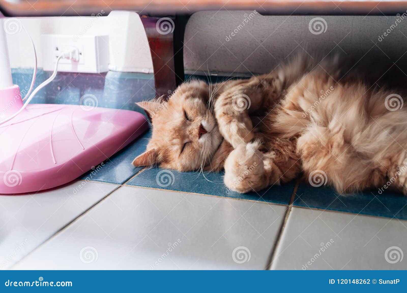 Old Cat is Sleeping in the Evening Stock Photo Image of domestic