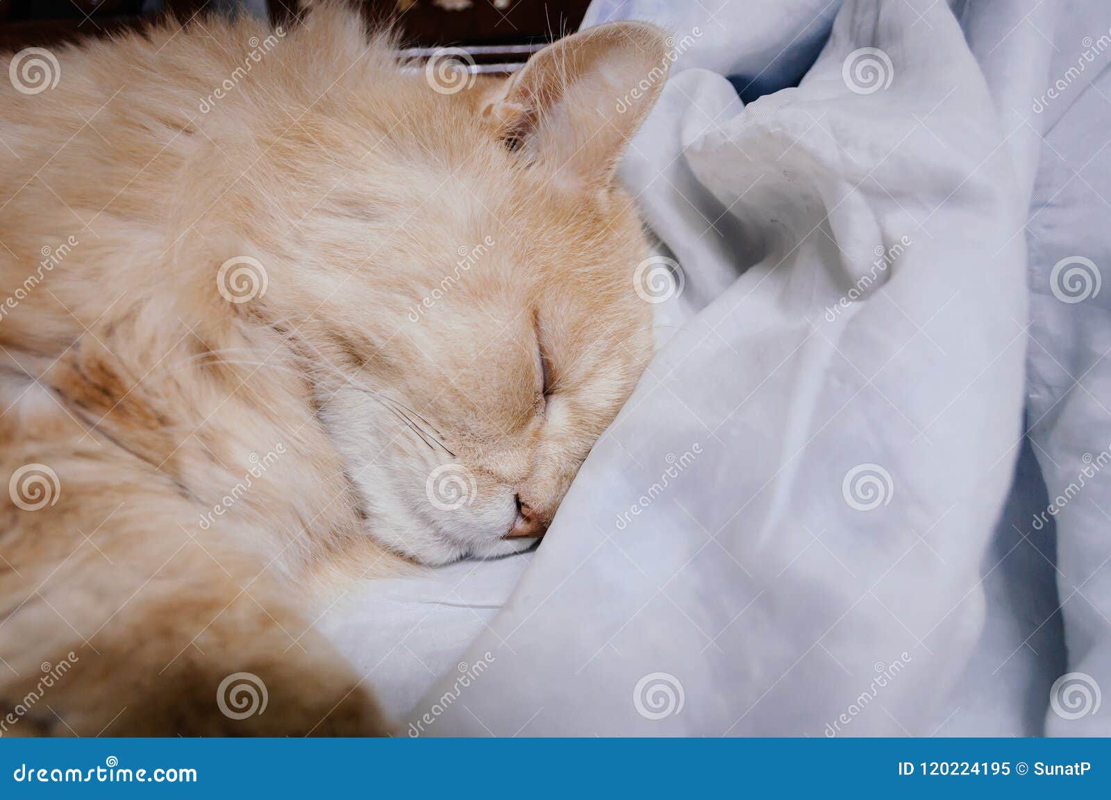 Old Cat is Sleeping in the Midnight Stock Image Image of midnight
