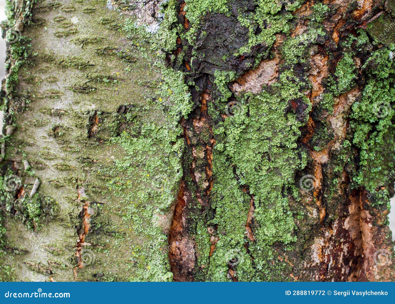 Old Cherry Bark with Green Moss. Stock Photo Image of forest, crack