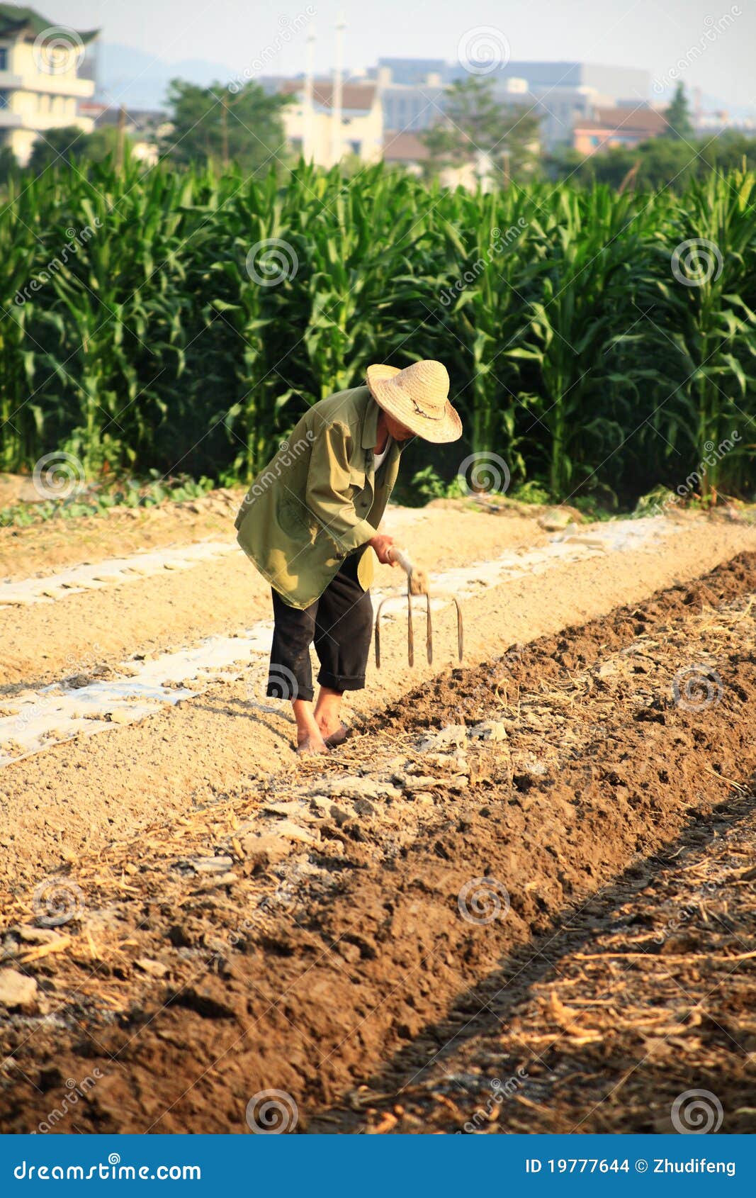 Old chinese farmer stock photo. Image of cornfield, adult - 19777644