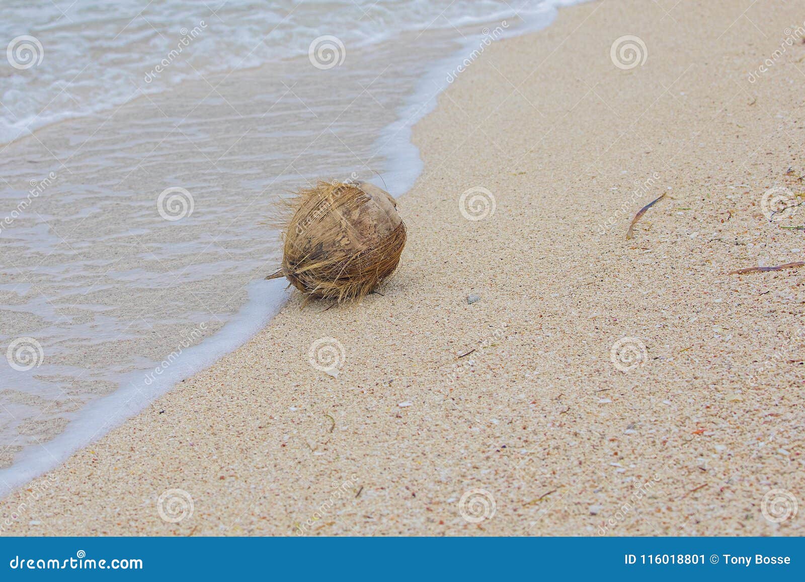 Coconut on the Beach stock image. Image of tropics, ingredient 116018801
