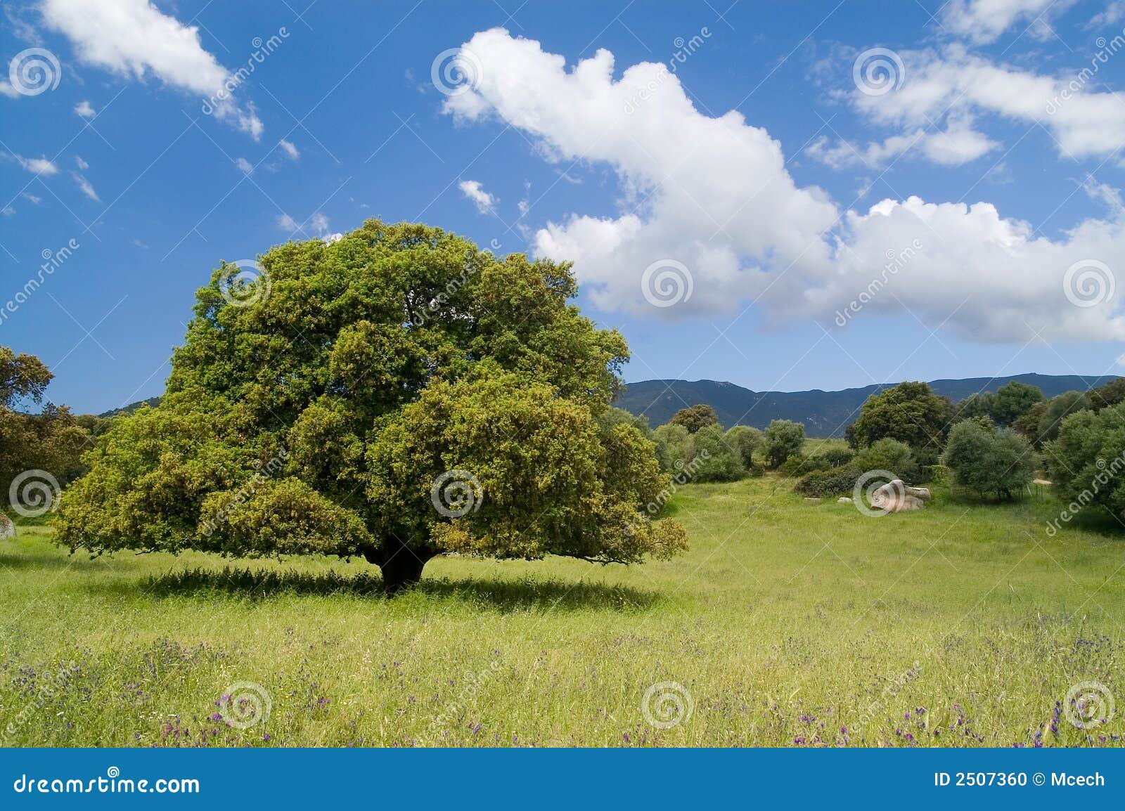 Old cork oak stock photo. Image of trees, scenery, nature 2507360