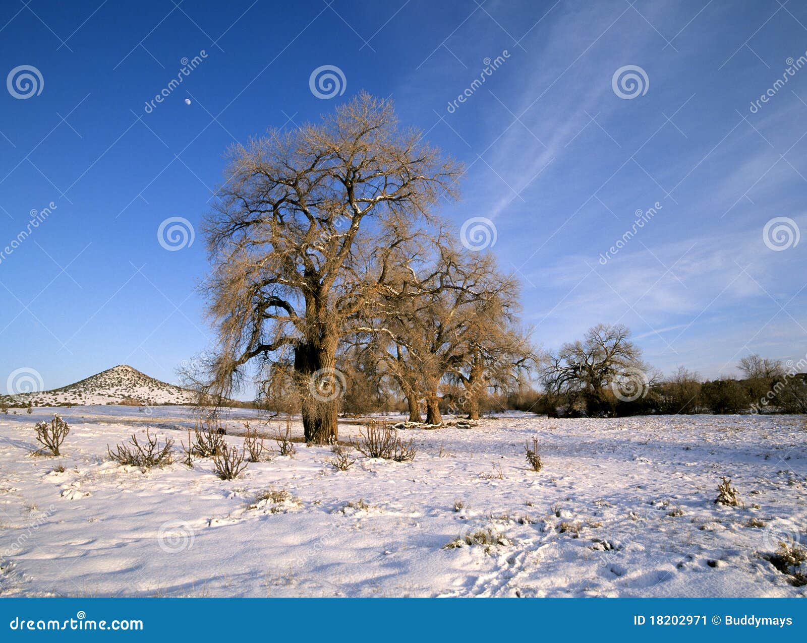Old Cottonwood Trees in Winter Stock Image Image of trees, colorful