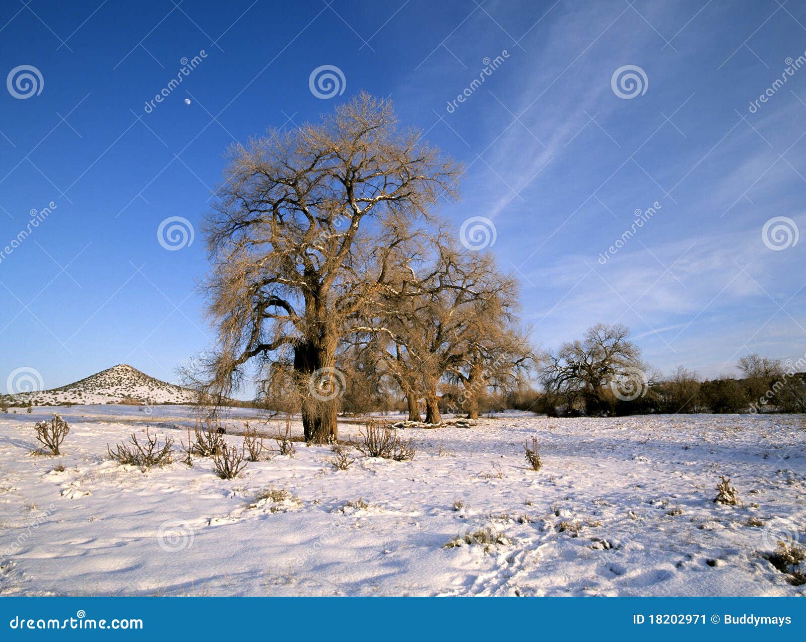 old cottonwood trees in winter