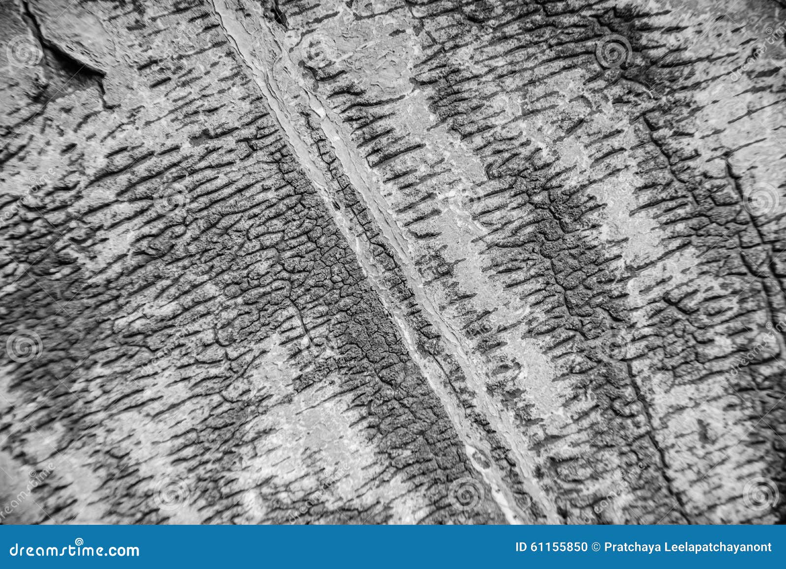 Old Cracked Wood Grain Texture Stock Photo Image of hardwood, board