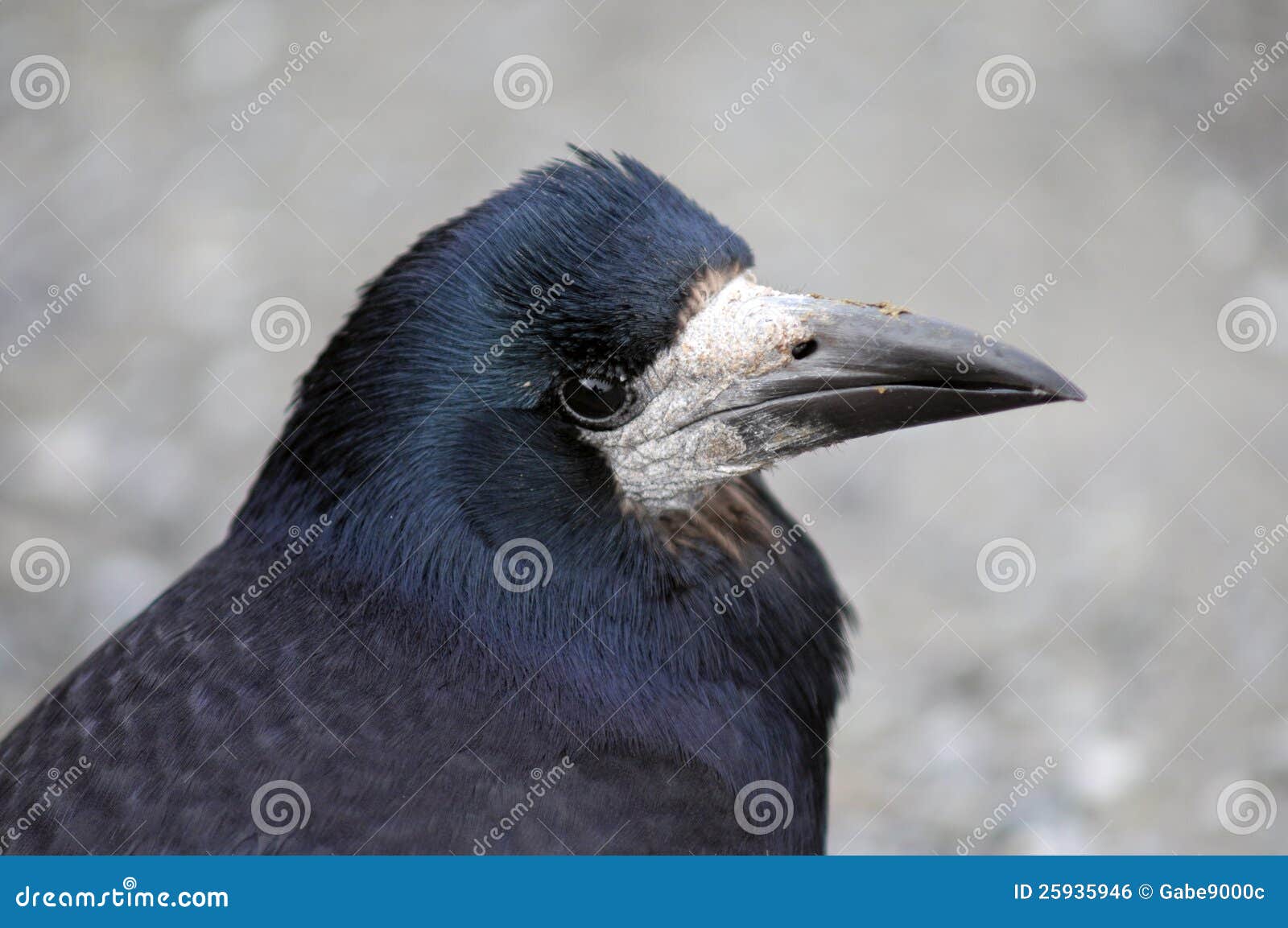 Old crow stock photo. Image of crow, black, feathers 25935946