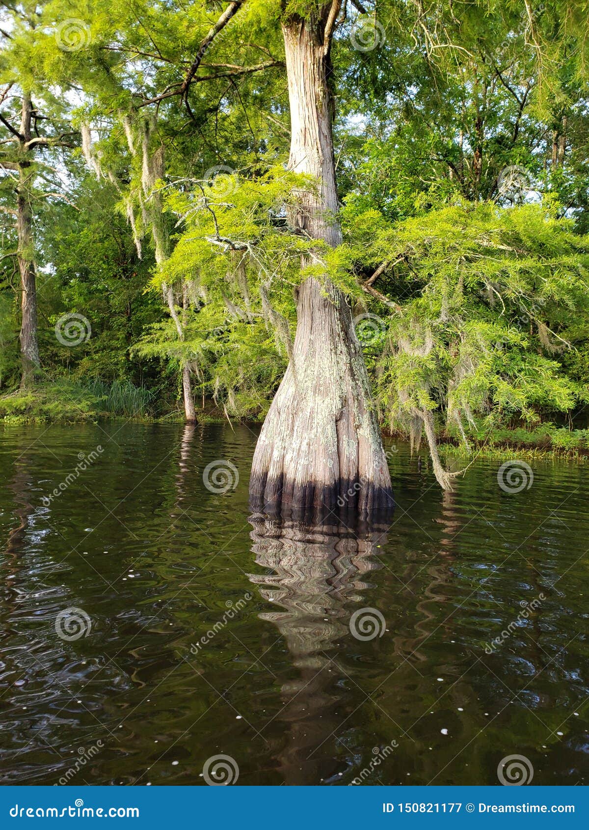 Old Cypress tree stock image. Image of cypress, louisiana 150821177