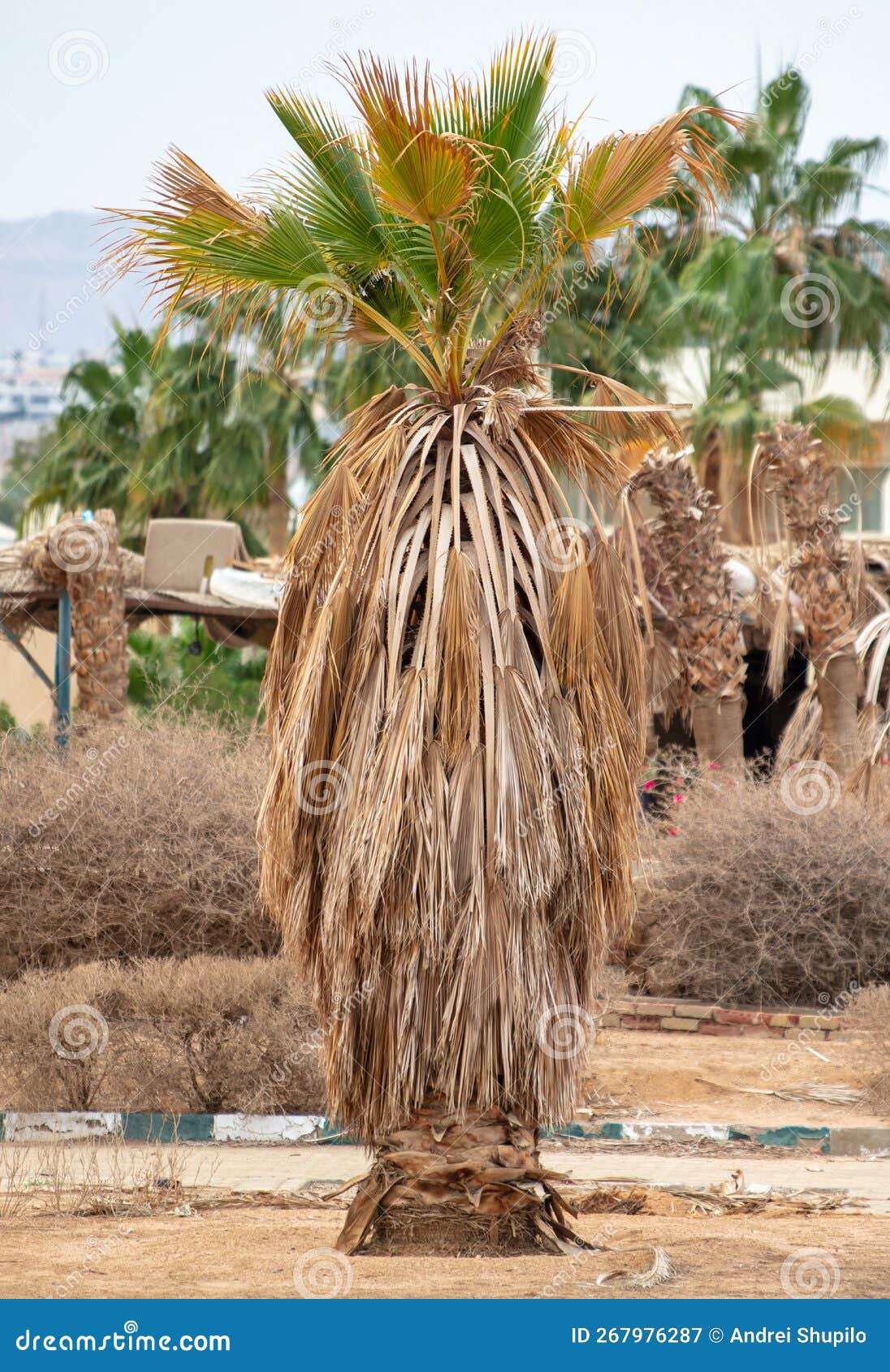 Old Dead Palm Tree in Nature Stock Image Image of cross, fallen