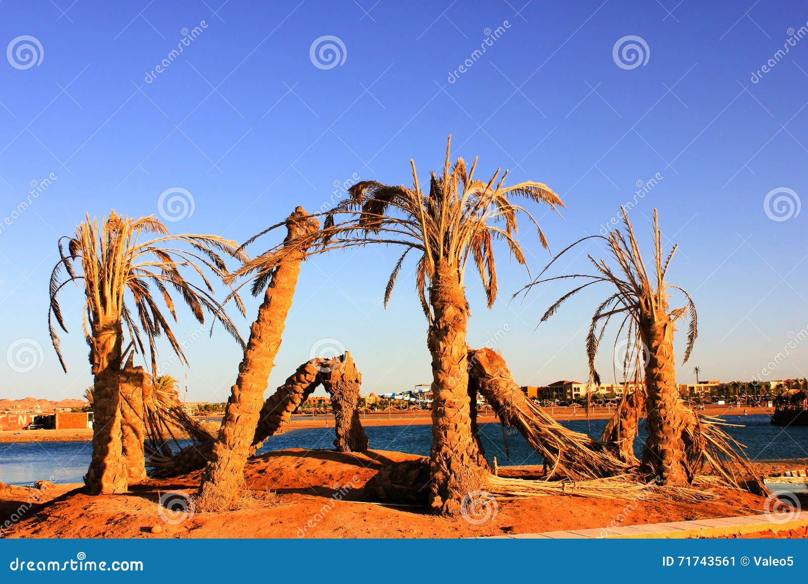 Old dead Palm Trees stock image. Image of reflection 71743561
