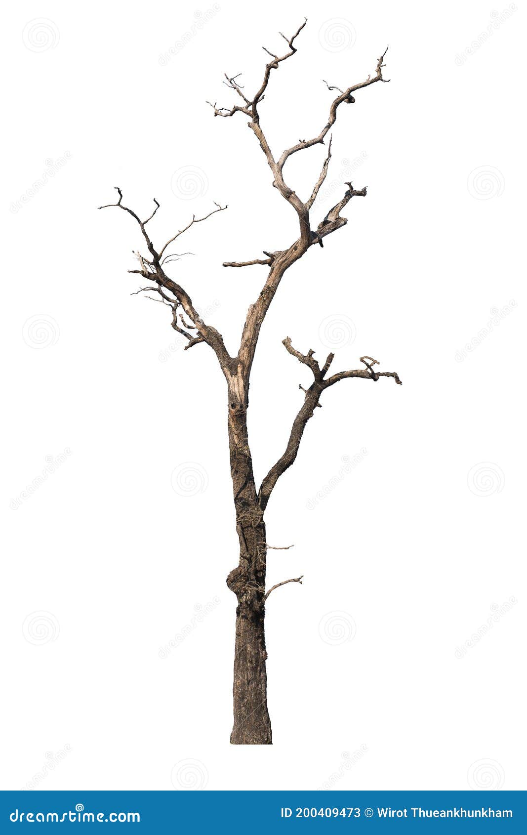Dry Tree Dead Isolated on White Background Stock Image Image of
