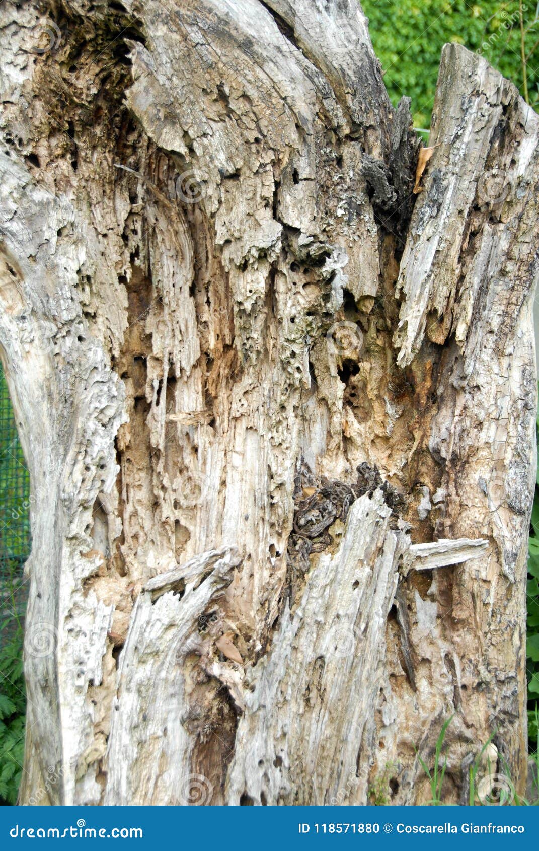 Old dead tree trunk stock photo. Image of closeup, lumber 118571880
