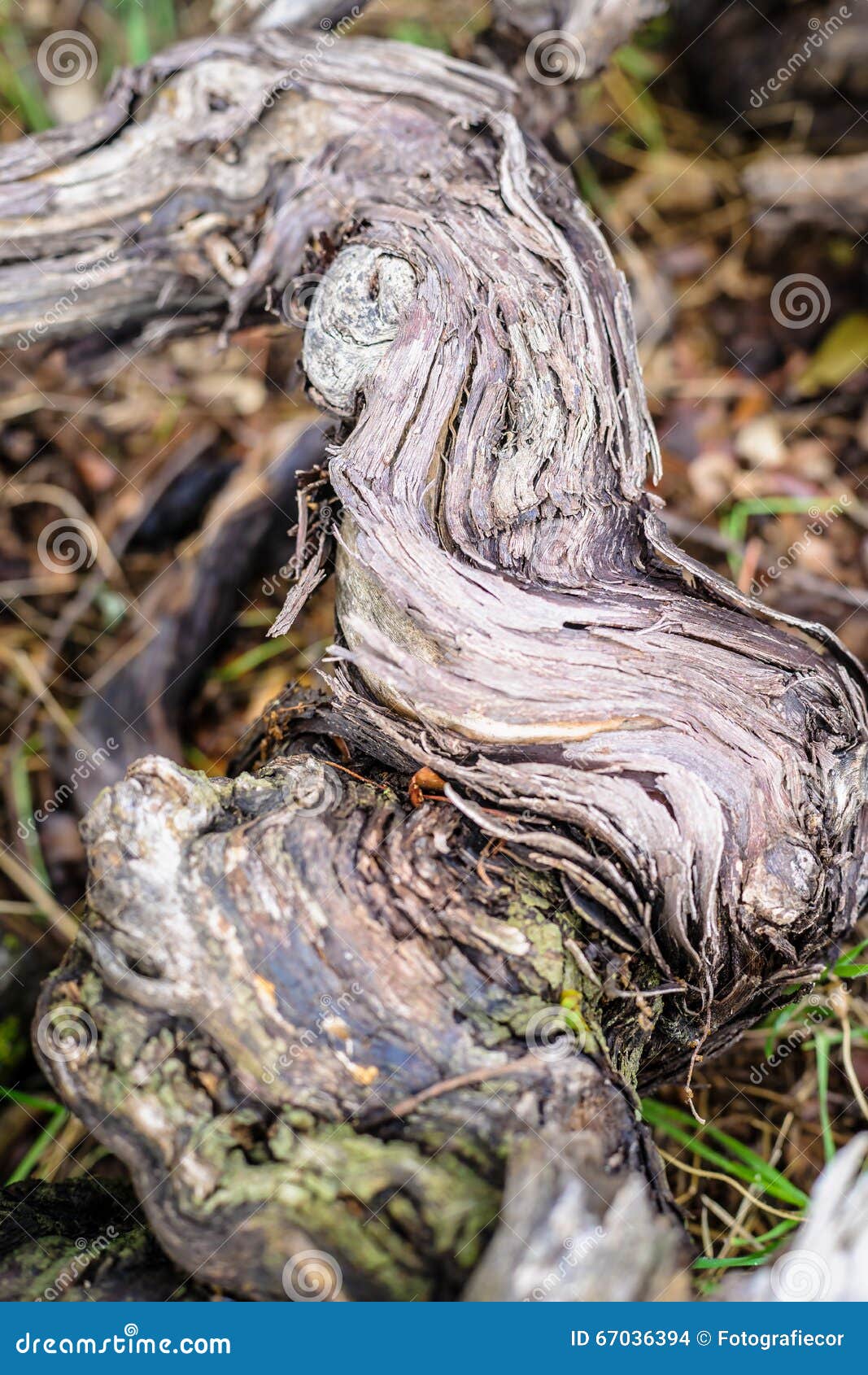 Old Dead Vines in Gathered Deadwood Stock Photo Image of plumule