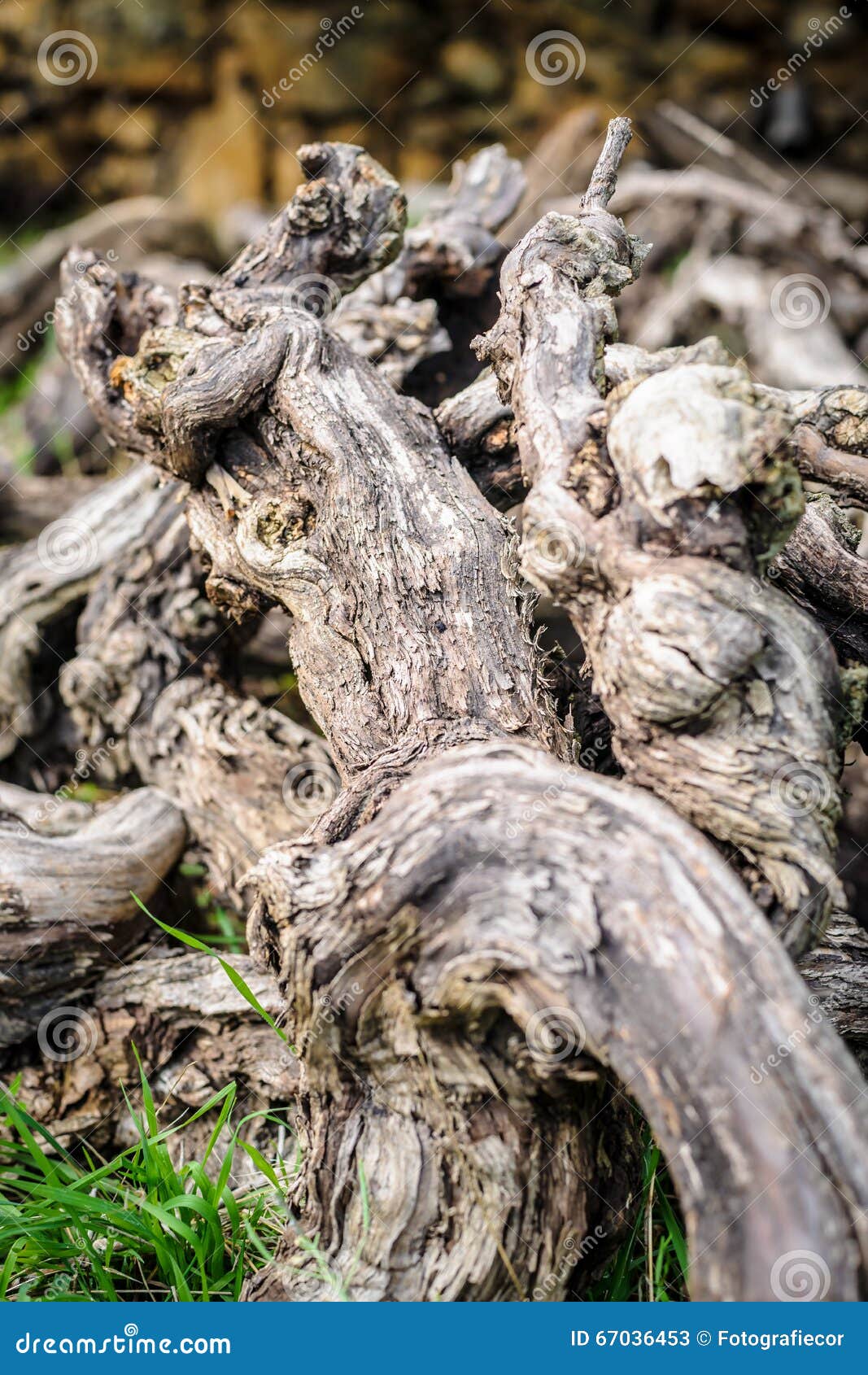 Old Dead Vines in Gathered Deadwood Stock Image Image of clouds