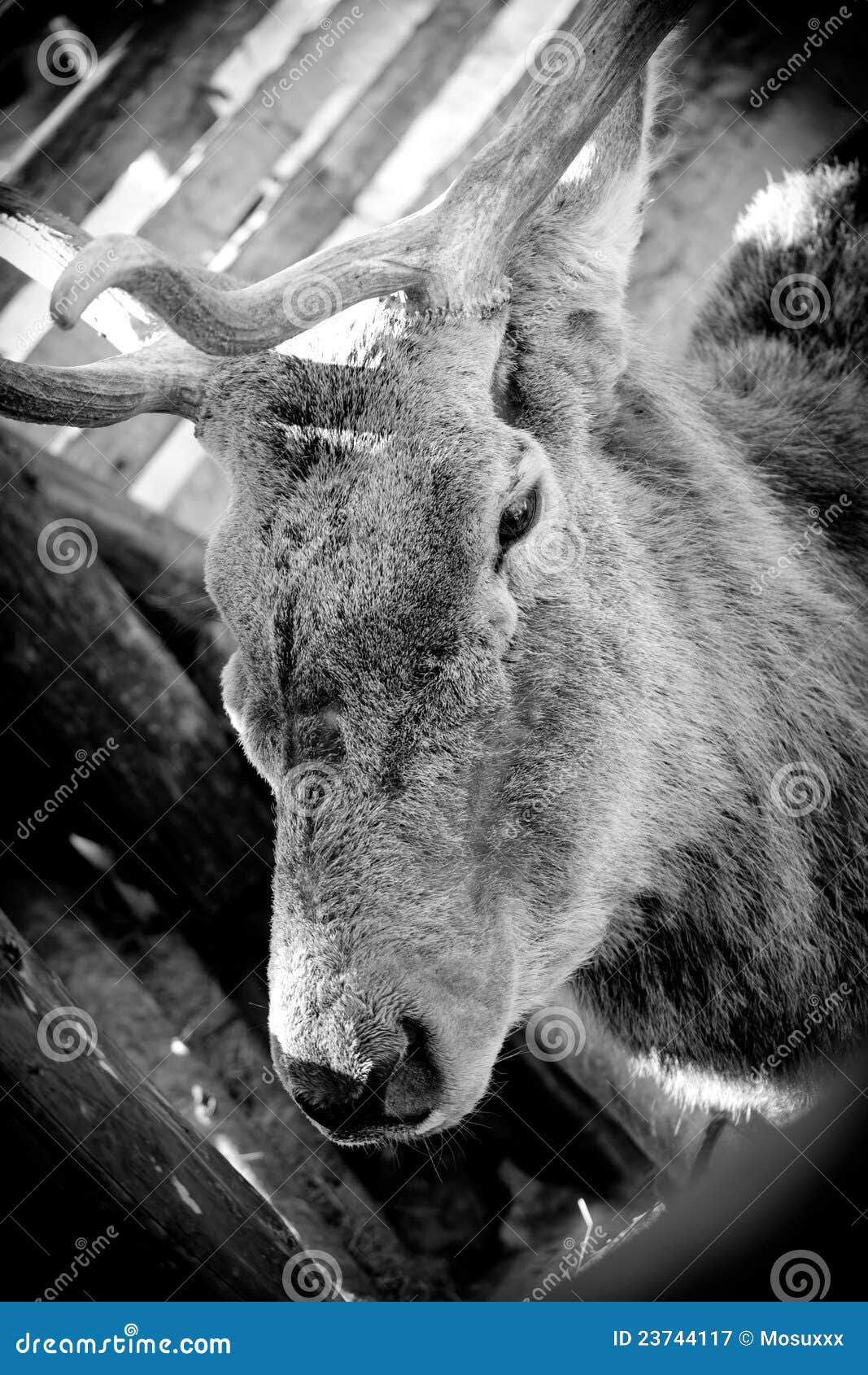 Old Deer stock image. Image of head, dear, eyes, portret 23744117