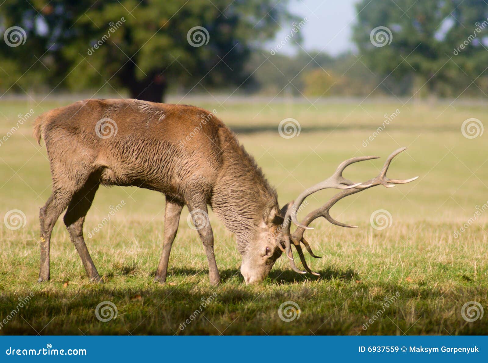 Old deer graze at glade stock image. Image of deer, animal 6937559