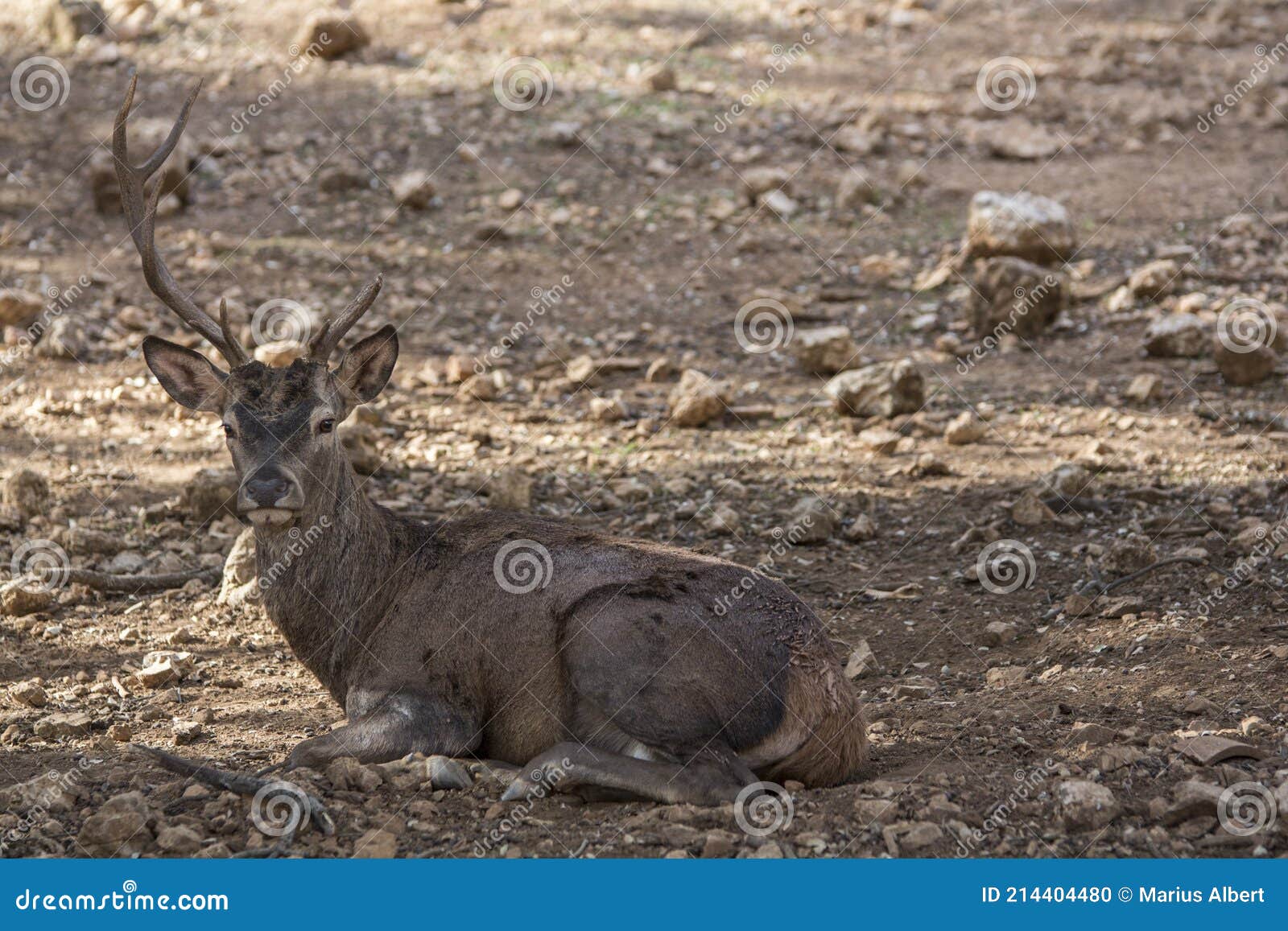 The old deer is resting stock photo. Image of looking 214404480