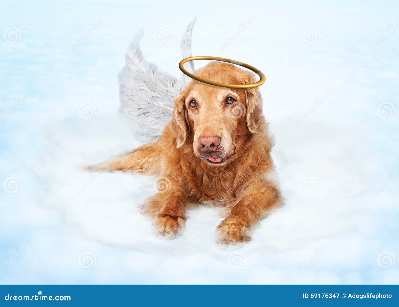 pet angel world services