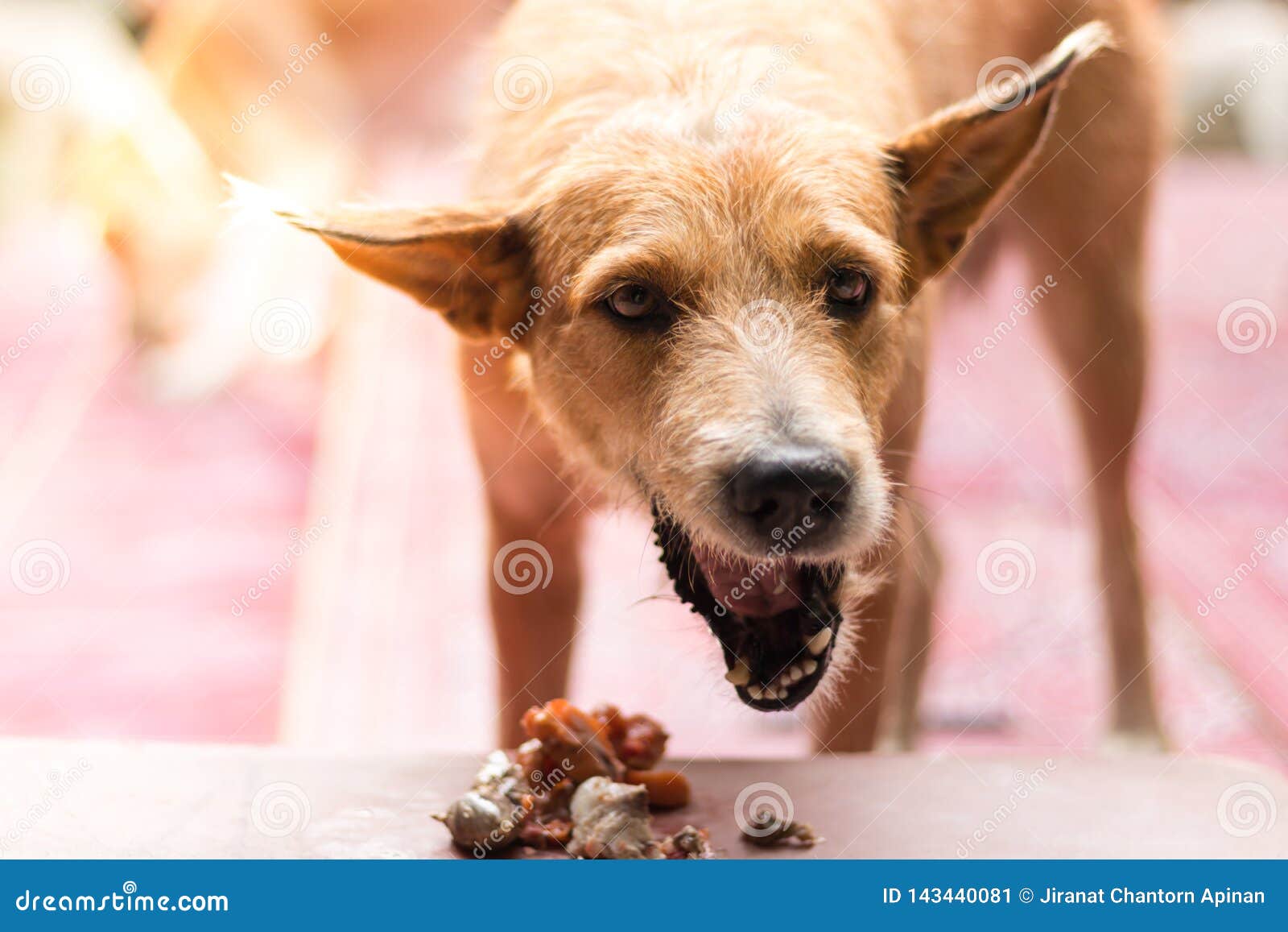 Old dog is eating the food stock image. Image of domestic 143440081
