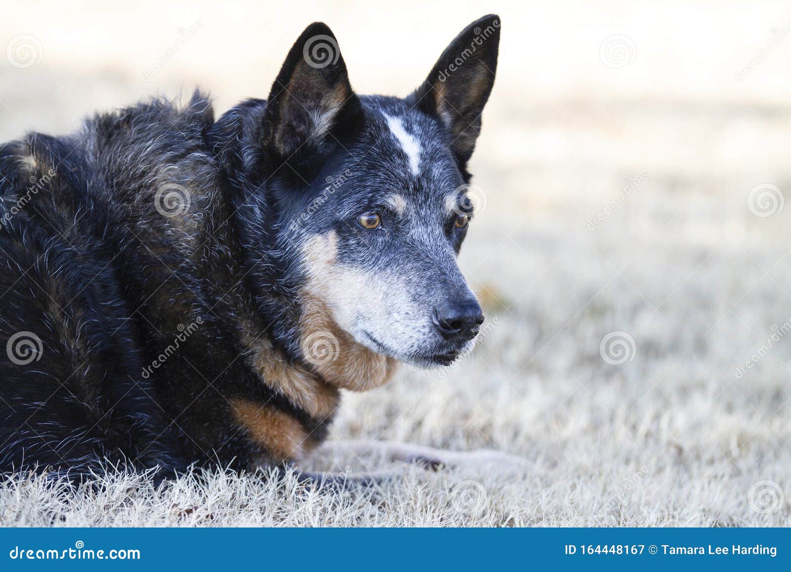 grey heeler