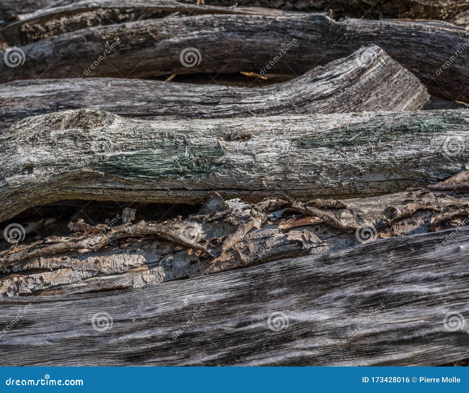 Stacked Dried Tree Trunks with Bark Stock Photo Image of detail, natural 173428016