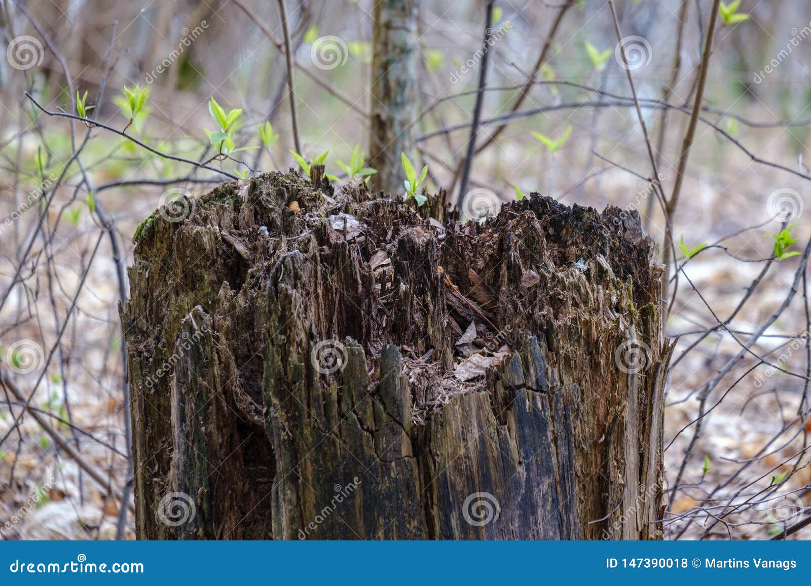 Old Dry Tree Trunks and Stomps in Green Spring Forest Stock Photo Image of light, tree 147390018