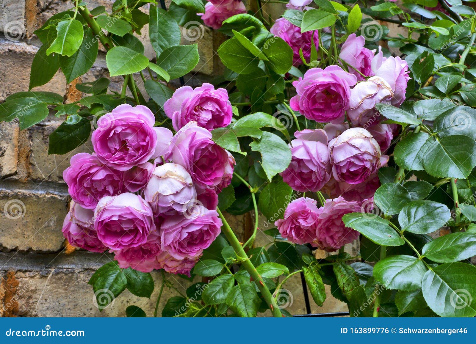 Old English pink Roses stock photo. Image of background 163899776