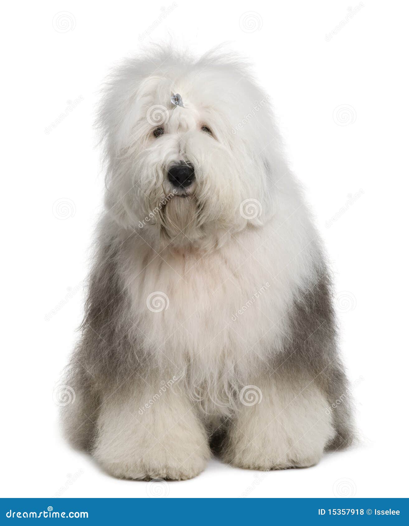 Viejo Pastor Ingles Adulto  Old english sheepdog, English sheepdog, Dog  breeds