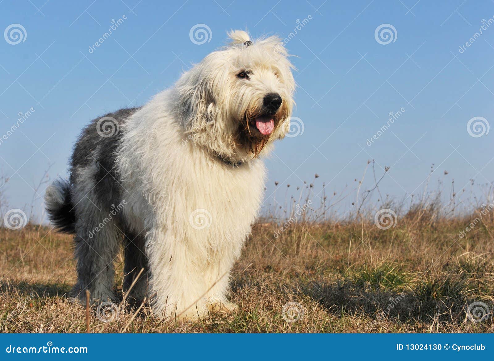 Newborn Old English Sheepdog Stock Photo - Image of hands, infant: 21647180