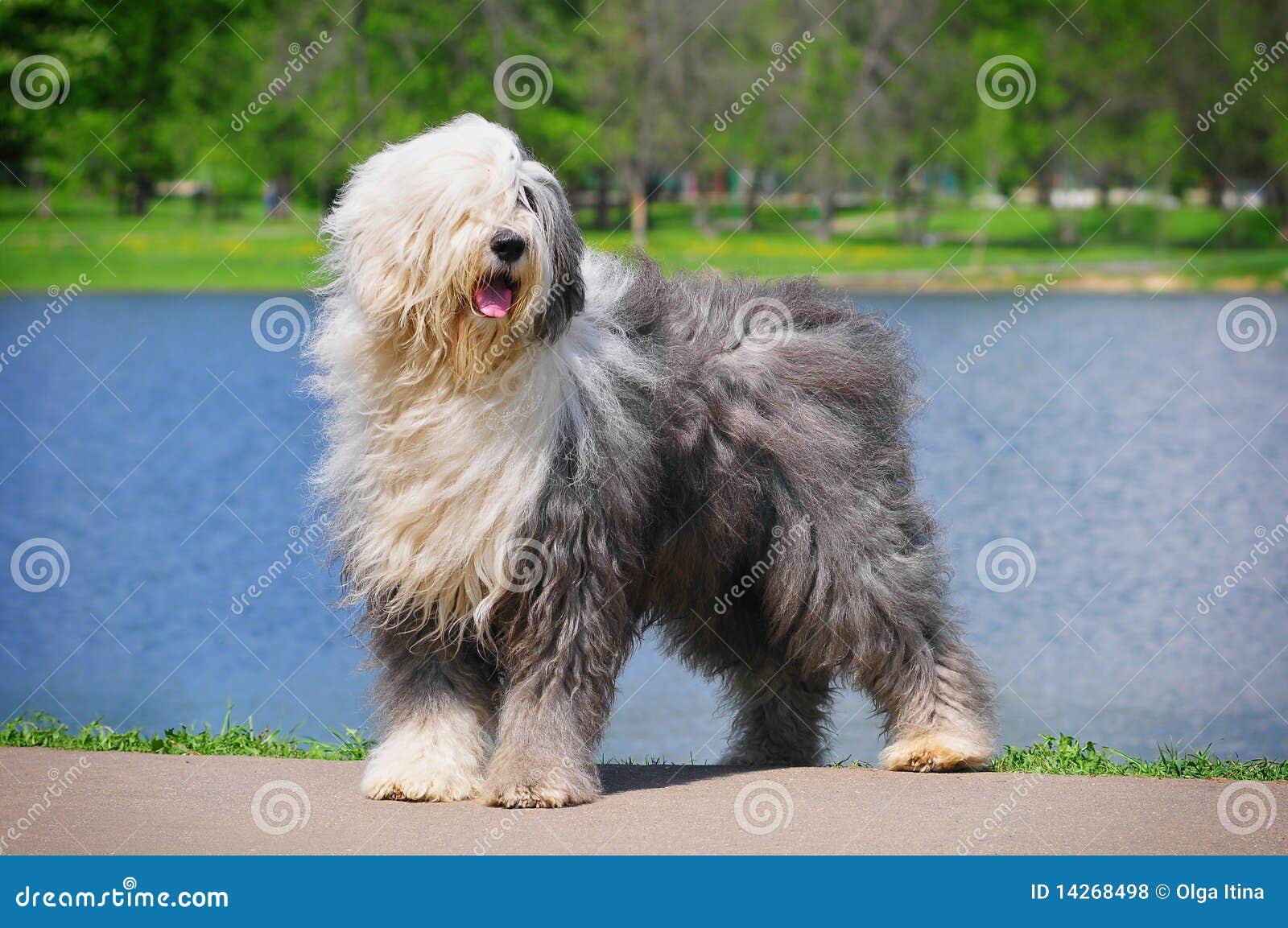 Old English Sheepdog Stock Photo, Royalty-Free