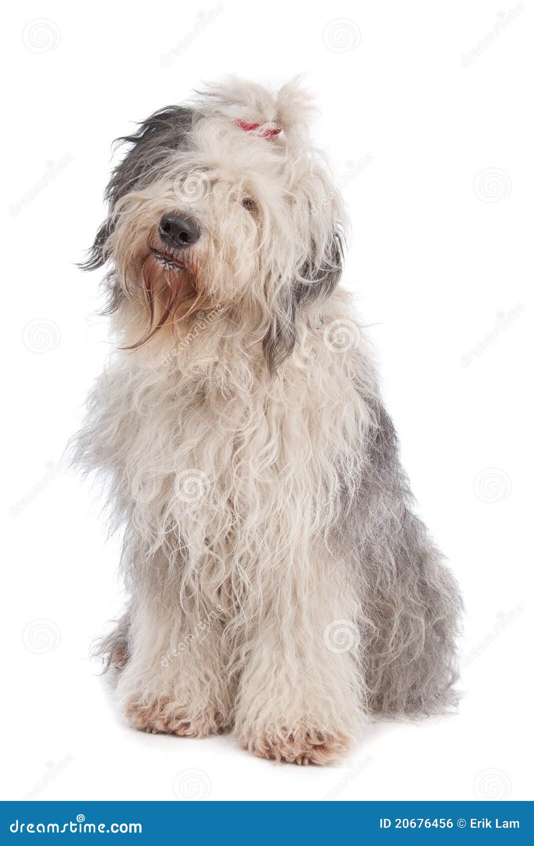 white old english sheepdog