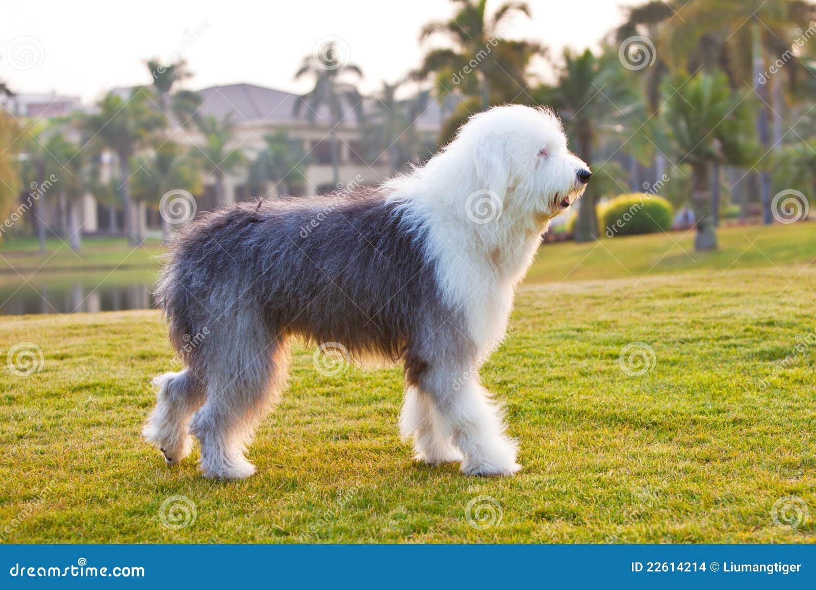Vertical shot of a cute white Old English Sheepdog with a stuck